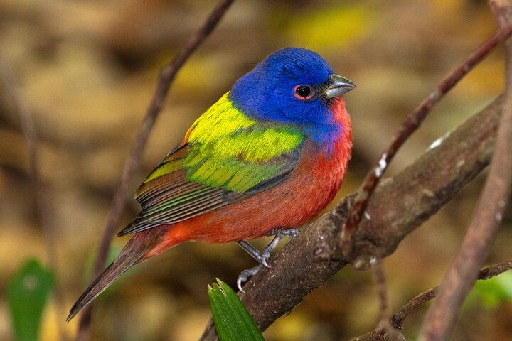 Painted Bunting